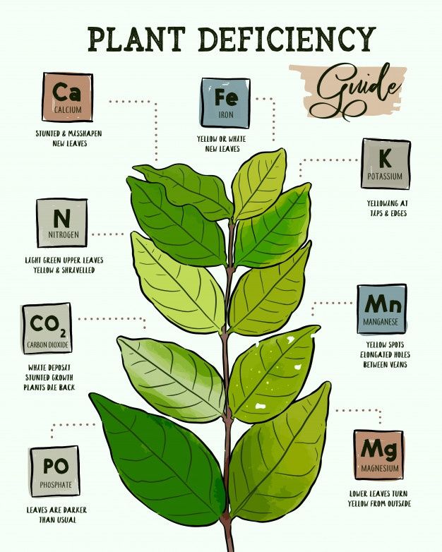 Micronutrients