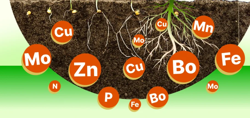 MICRONUTRIENTS